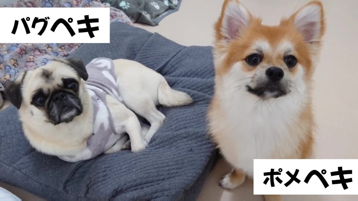パグっぽいパグペキとポメラニアンっぽいポメペキ 🐶ひみつきちなう!②🐶  2025年1月18日 パグっぽいパグペキとポメラニアンっぽいポメペキ 🐶ひみつきちなう!②🐶  2025年1月18日