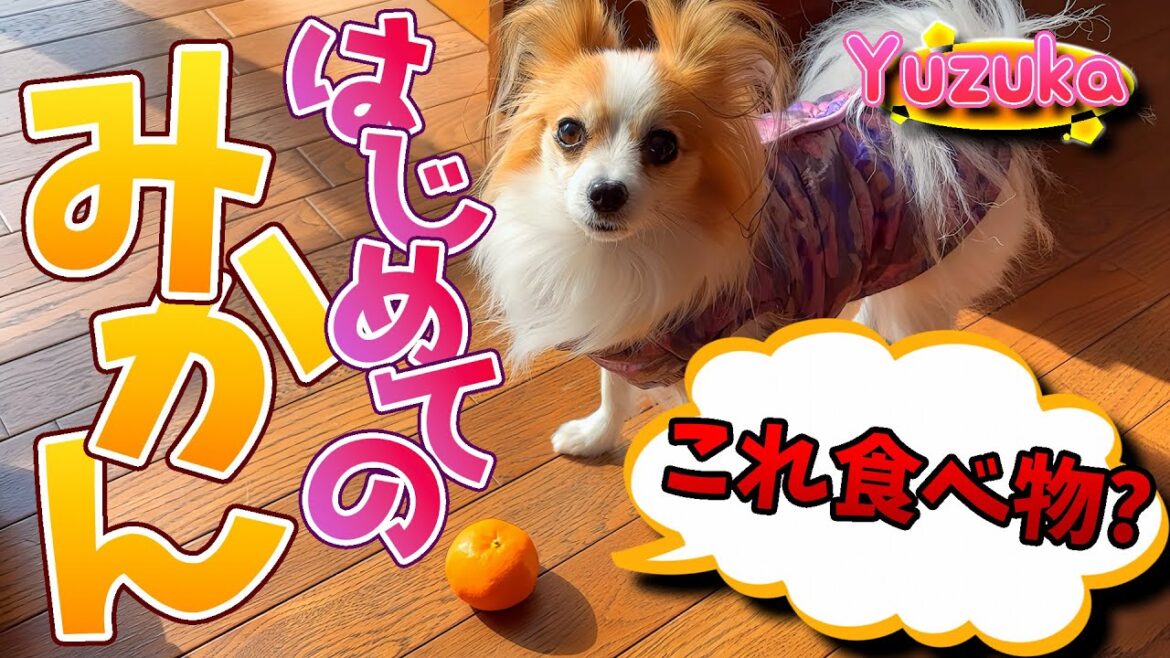 みかんはお好き？# 59【ペット/パピヨン/柚子華】