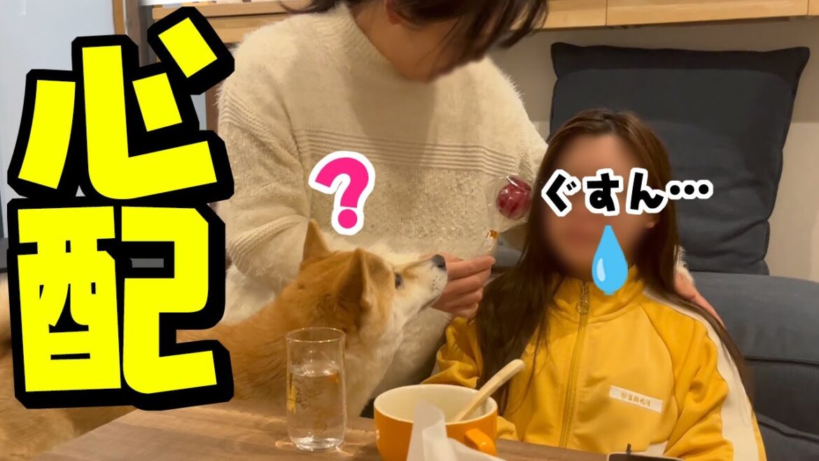 柴犬姉妹と楽しみにしていた十日戎が残念な結果に… 柴犬姉妹と楽しみにしていた十日戎が残念な結果に…