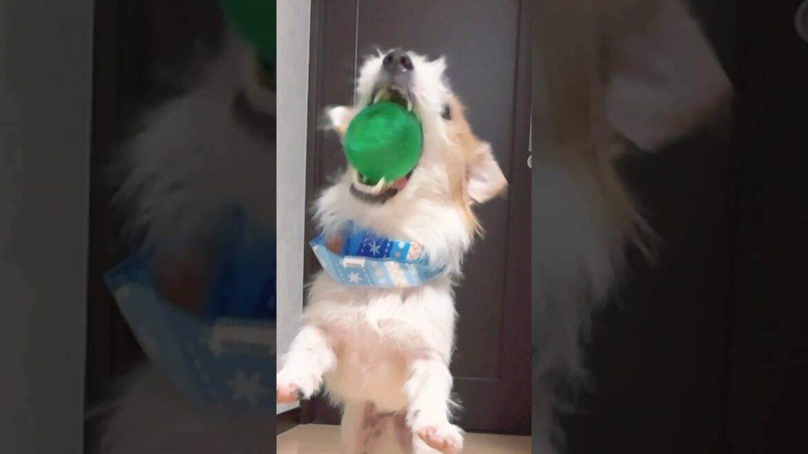 ガブっとスローで迫力凄すぎます#shorts #犬