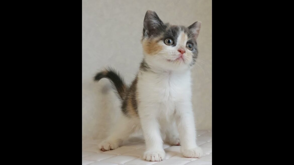 ブリティッシュショートヘアー子猫　British Shorthair　2024.11.11産まれ　ダイリュートキャリコ　パステル三毛　洋三毛猫　女の子　シーダキャット猫のお店