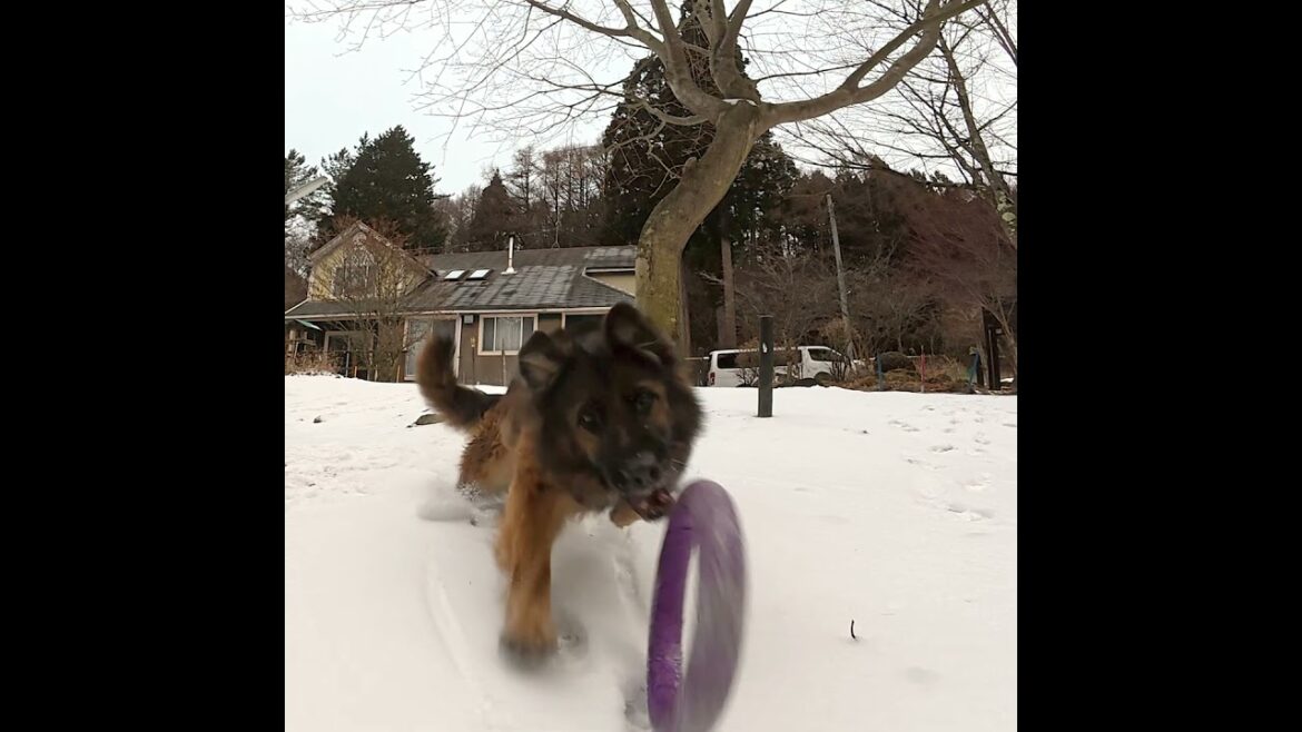 #germanshepherd #シェパード