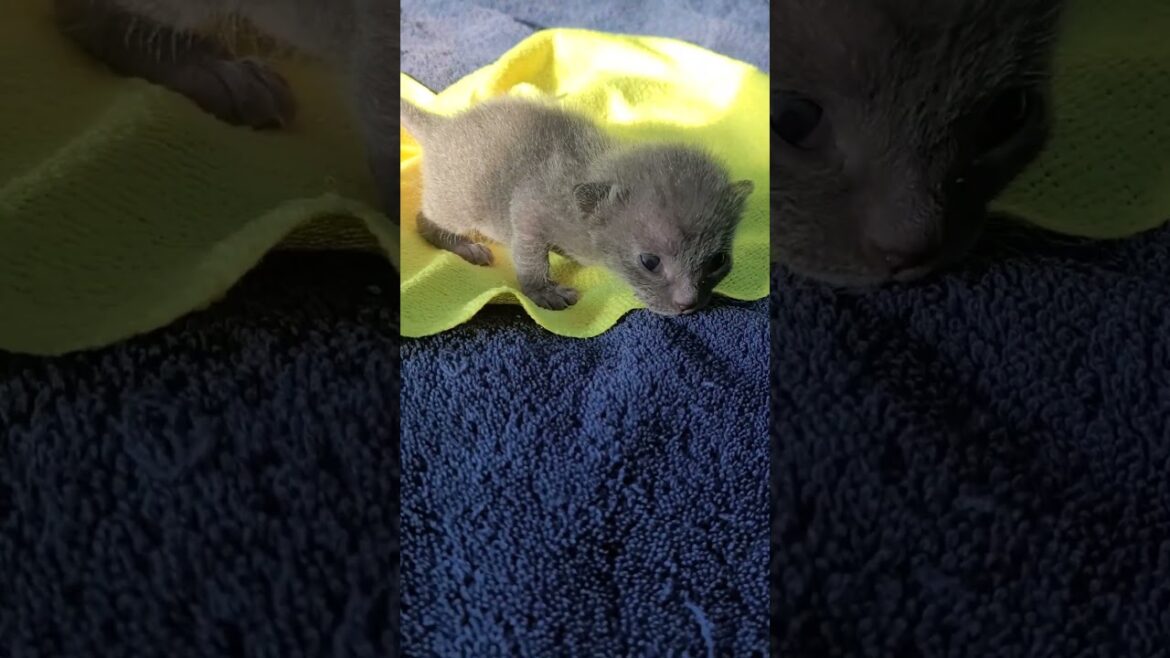 Korat Kitten's First Steps #koratcat #koratkittens #thaicats