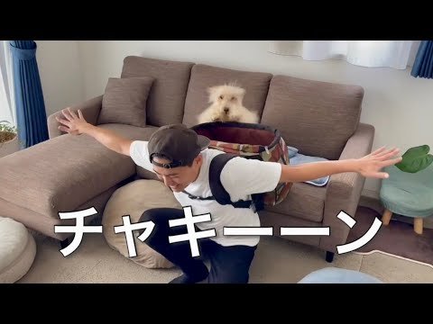 愛犬とミッションインポシブル!テリア 愛犬とミッションインポシブル!テリア