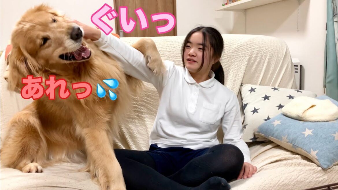 片腕一本で大型犬を制する最強の姉【ゴールデンレトリバーとミニチュアダックスフンド】