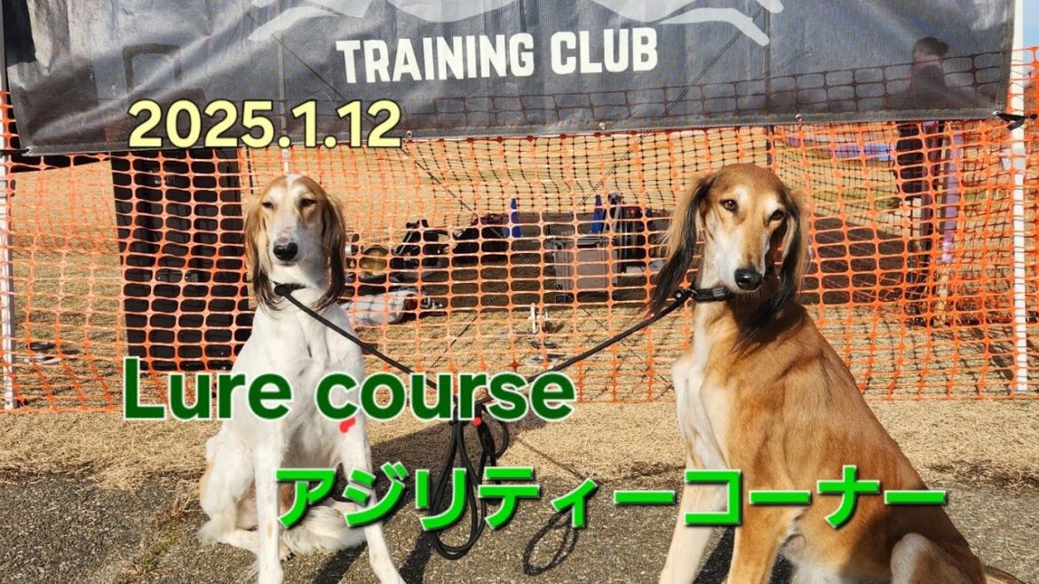 saluki ルアーコース・アジリティーコーナーに挑戦