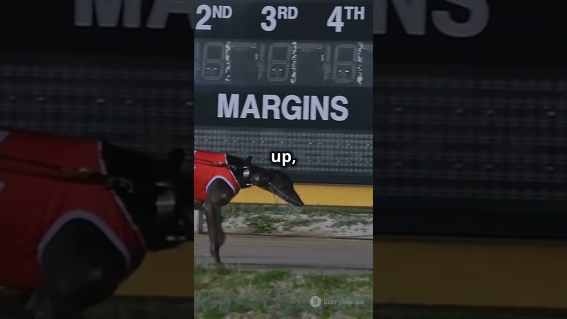 Top 3 Fastest Dog Races 🐕💨 #FastestDogs #dogracing  #greyhound   #petlovers  #dogsports