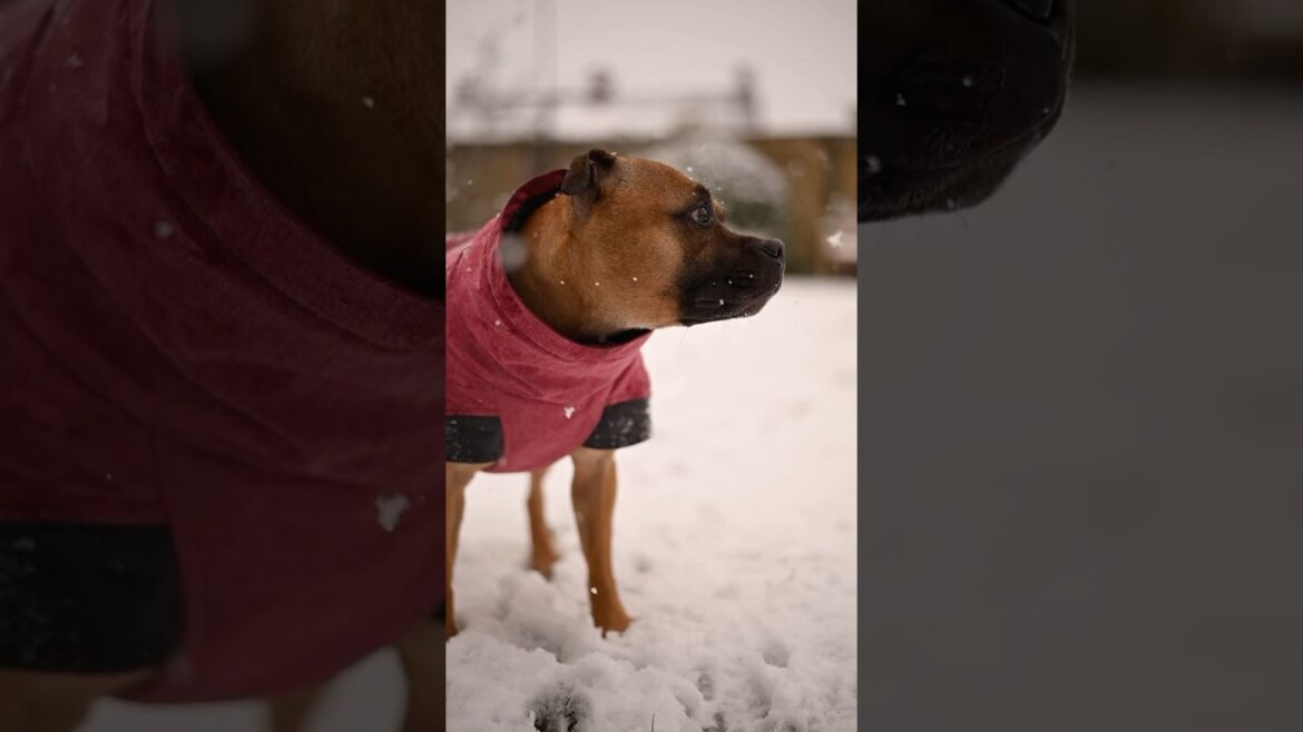 feisty staffies playing in the snow #staffy #staffordshirebullterrier #winter #dogcommunity