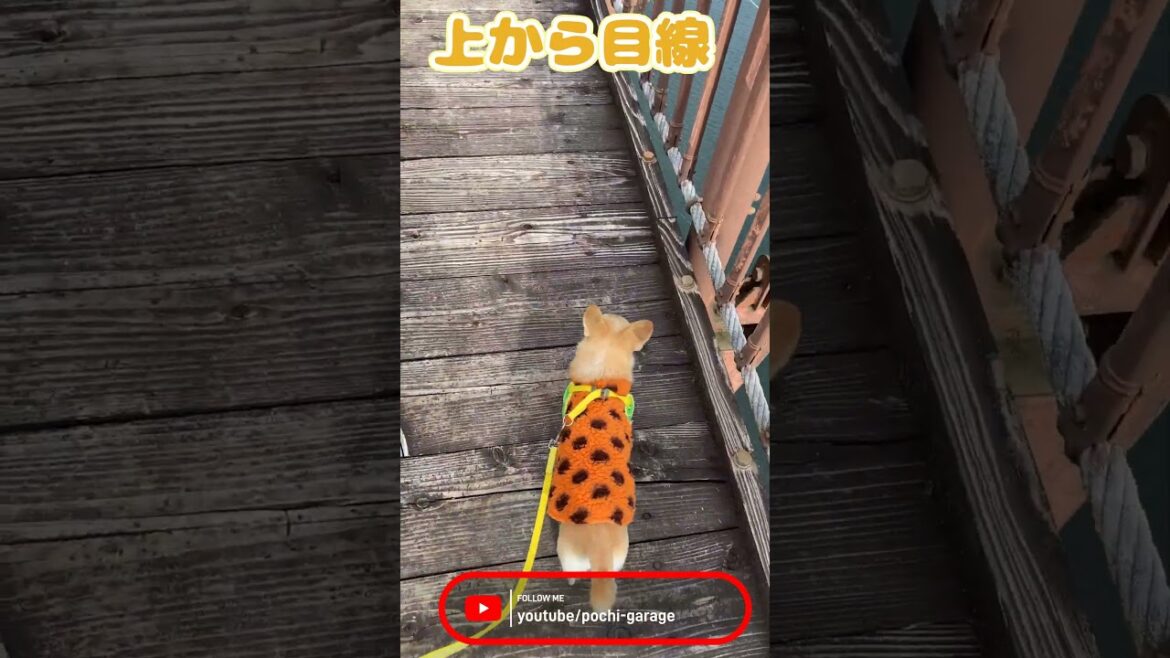 スムースコートチワワ きな子ちゃんとおさんぽ #Shorts #dog