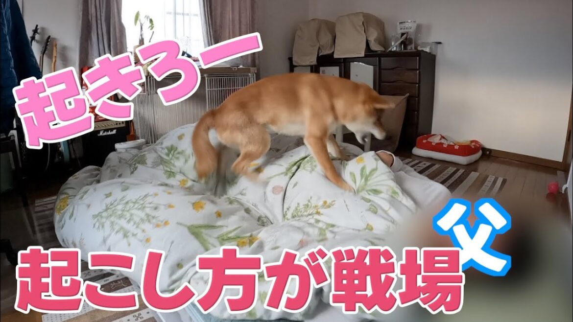 【見つかったが最後】朝から起こし方が戦場な柴犬 小夏 【見つかったが最後】朝から起こし方が戦場な柴犬 小夏