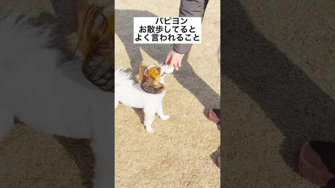 パピヨンよく言われる事3選　#dog #papillondog #shorts