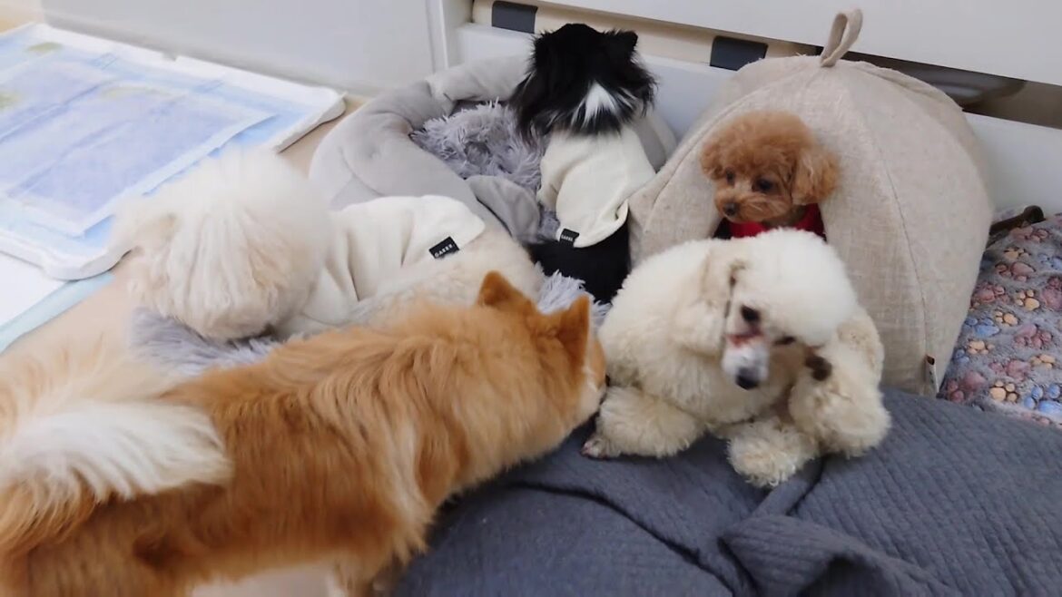 茶太郎ハウスの周りがにぎやか　🐶ひみつきちなう！①🐶  2025年1月19日