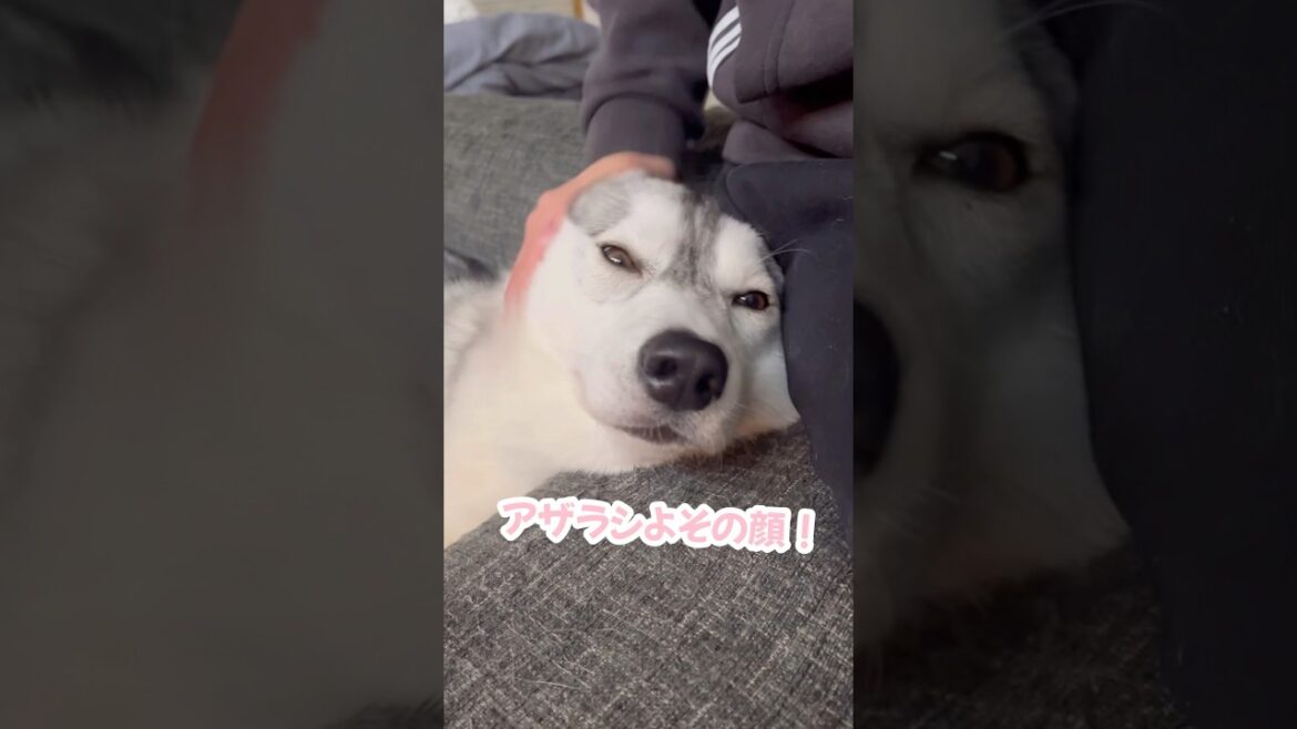 完全にアザラシになったハスキー #シベリアンハスキー #ハスキー #ハスキー犬