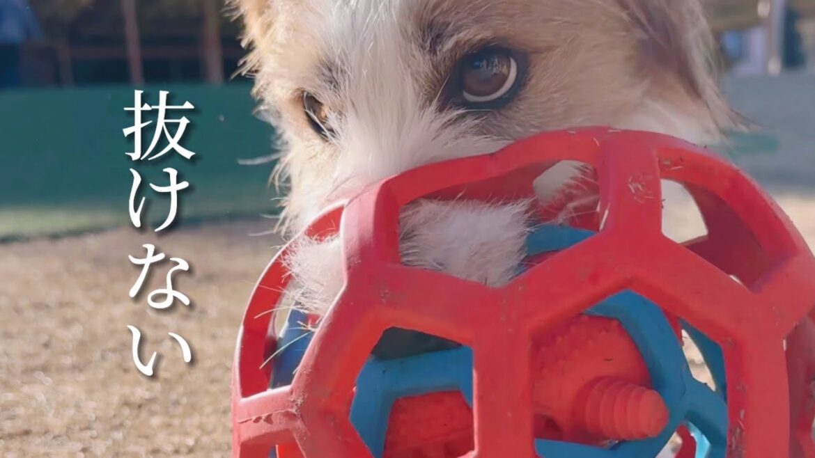 ボールから抜けなくなりました#犬