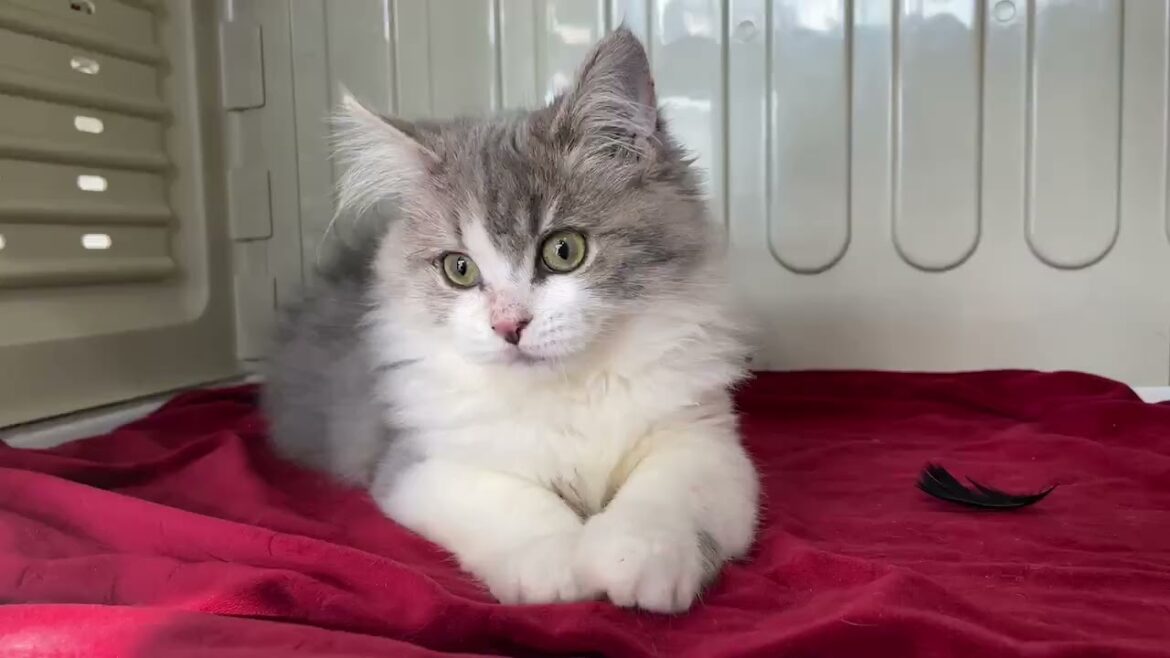 サイベリアン 丸顔で可愛い男の子♪