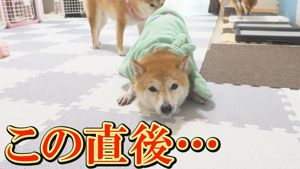シャンプー後、柴犬をドライヤーで乾かそうとしたら、とんでもなく暴れ出しました・・・