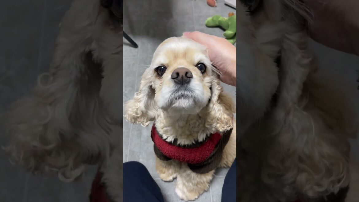 寝てるところを盗撮してみたら…（コッカースパニエル）