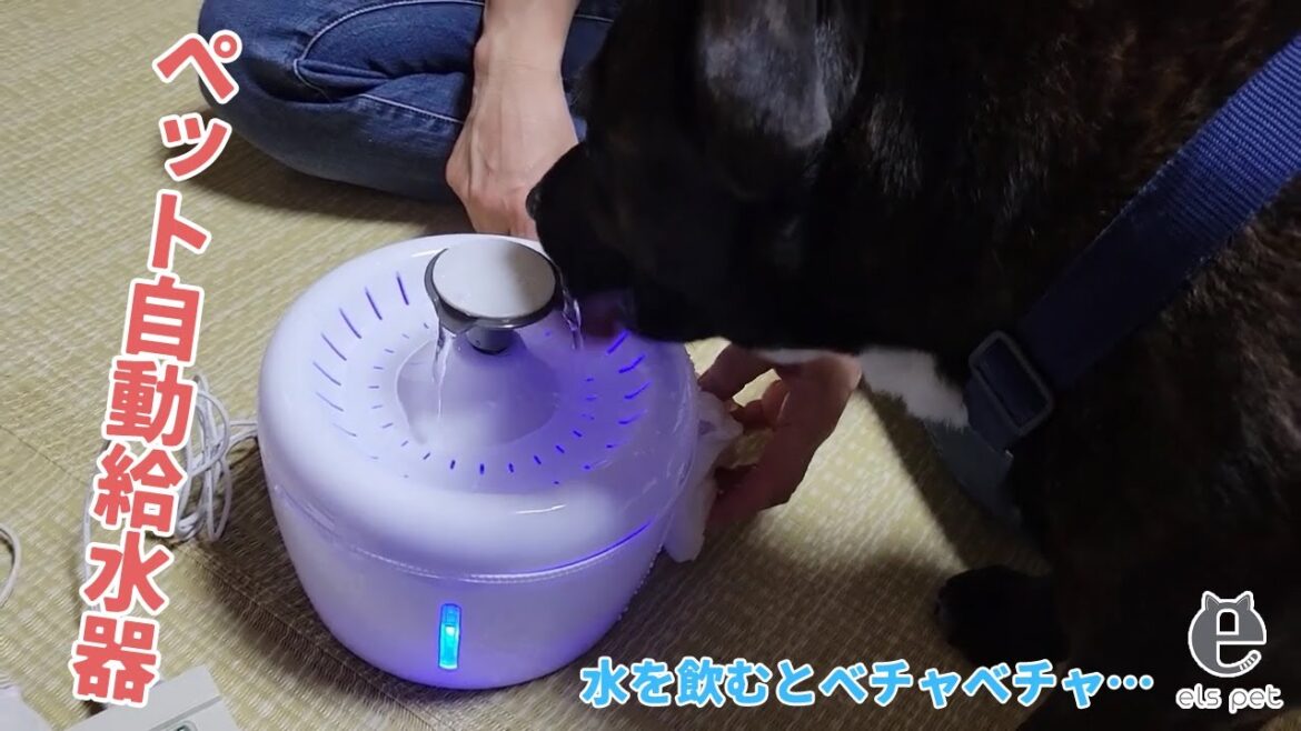 【ELS PET】自動給水器で水を飲むブル君（2022/07/01）
