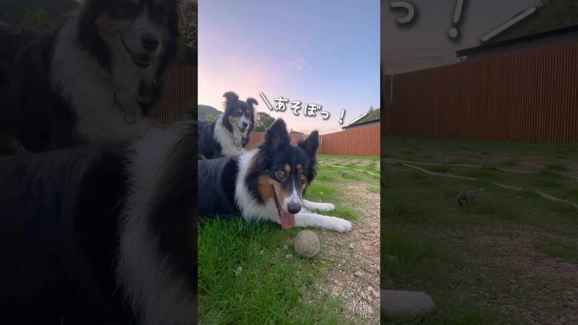 妹犬が気になる姉犬が可愛い #ボーダーコリー #オーストラリアンシェパード #dog