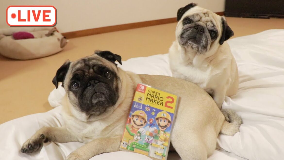 🔴雑談しながらマリオメーカー２の有名なコースに初挑戦する生配信