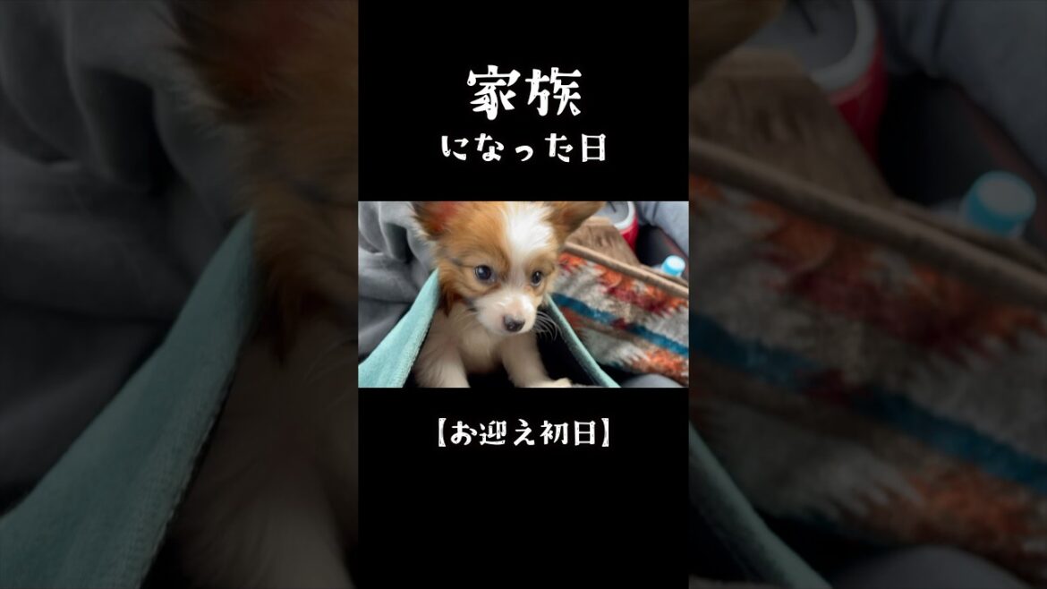 お迎え初日、家族になった日　　#shorts  #犬 #パピヨン