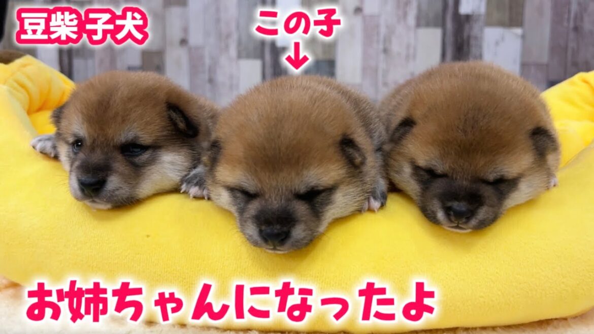 【豆柴犬】激かわ3姉妹のすみれちゃんも卒業のお知らせです🌸【子犬と癒し】まめしば亭ブログvlog 【豆柴犬】激かわ3姉妹のすみれちゃんも卒業のお知らせです🌸【子犬と癒し】まめしば亭ブログvlog