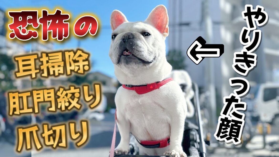 今月も恐怖の３点セットをやり切ったこの男を全力で褒めたたえてあげてください【フレンチブルドッグ frenchbulldog】