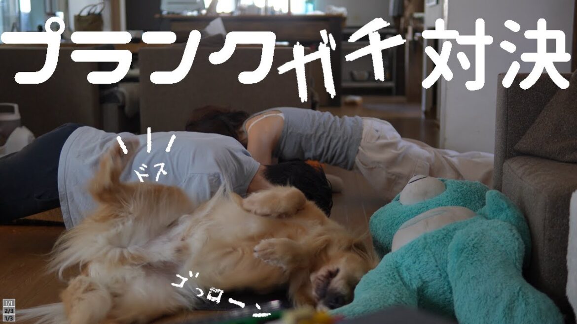 お笑いのセンスが抜群のゴールデンレトリバーとの生活 お笑いのセンスが抜群のゴールデンレトリバーとの生活