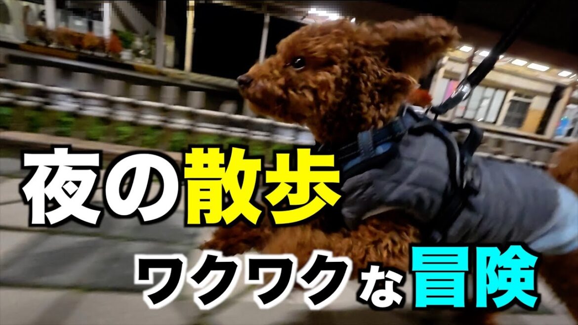 夜に散歩！ナイト散歩はドキドキワクワクの冒険