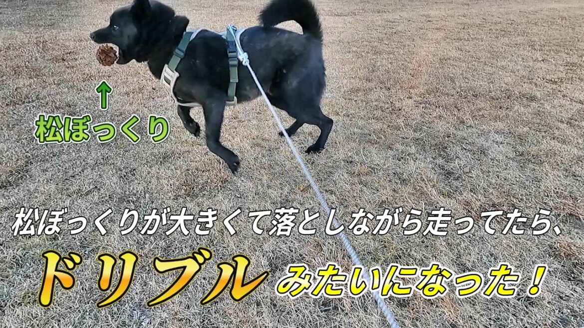 【甲斐犬】夕方散歩中に松ぼっくりサッカー!? 【甲斐犬】夕方散歩中に松ぼっくりサッカー!?