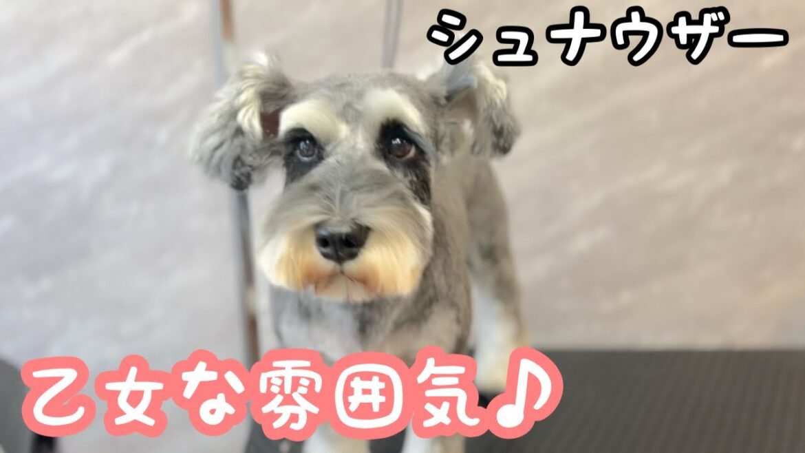 ミニチュアシュナウザーで乙女な雰囲気のカットスタイル✂︎（よもぎちゃん）