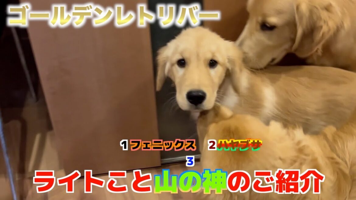 【ゴールデンレトリバー】