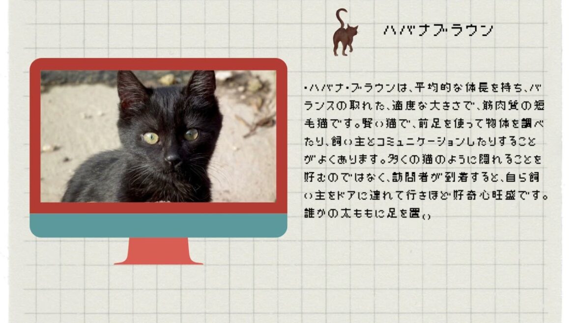 【ハバナブラウン】ペットリフォームならセラフ榎本　犬猫のためのリフォーム　愛犬　ペット快適環境　東京都　埼玉県　神奈川県