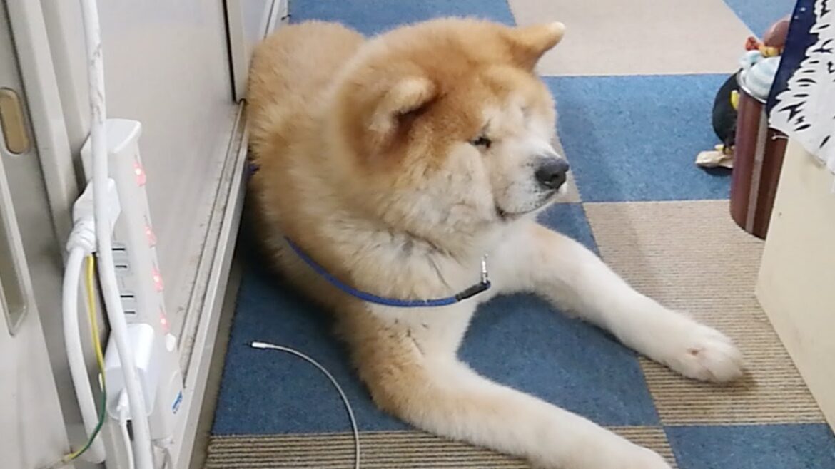 秋田犬会館配信！