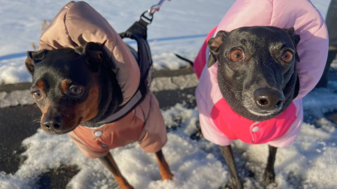 今年は豪雪！雪道の中を散歩するジロとさくら【ミニピン】【イタグレ】