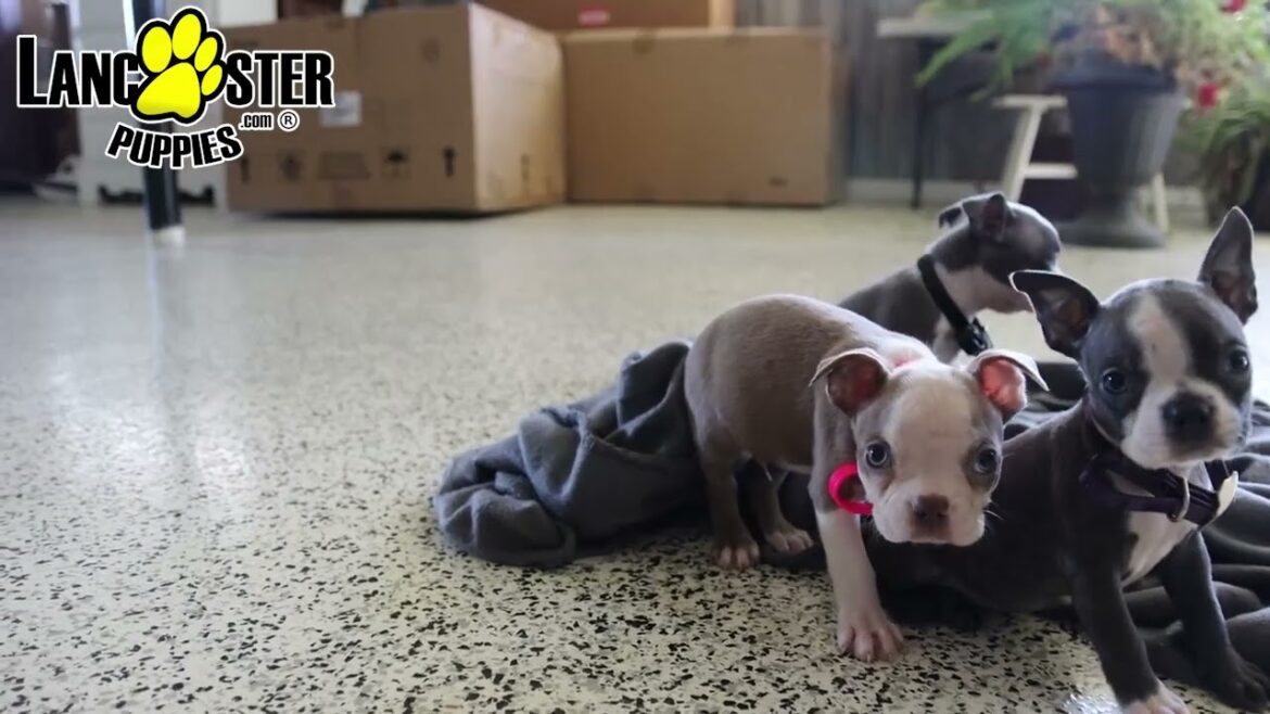 Sweet Boston Terrier Puppies