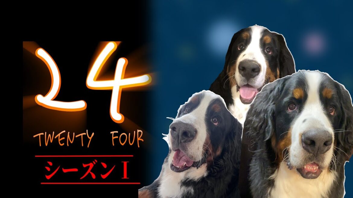 オリちゃん24～オリバーの1日を追う～【バーニーズマウンテンドッグ】