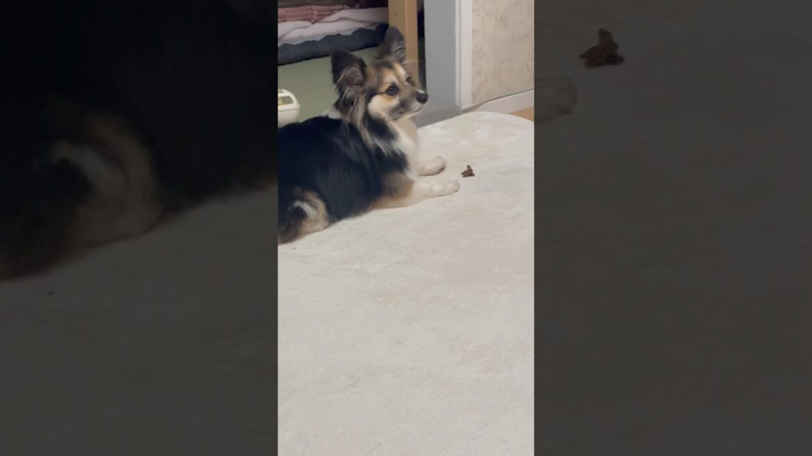 今日も可愛い愛犬（パピヨンとコーギーのミックス犬） #犬 #dog