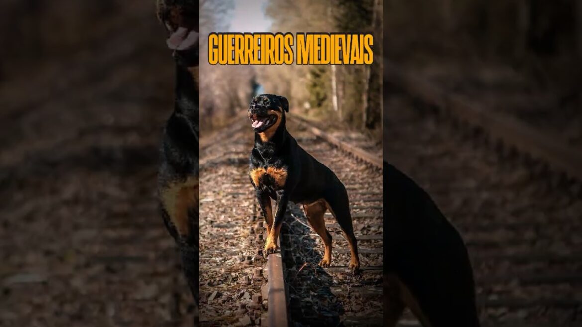 Eles Ajudaram a Defender o Império Romano! #curiosidades #rottweiler #historia #pets #cachorro #dog