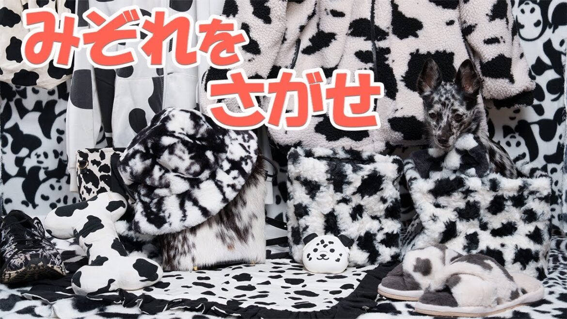 買い集めた牛（ダルメシアン）柄のグッズを集めて愛犬を紛れさせてみた【目チカチカ注意】