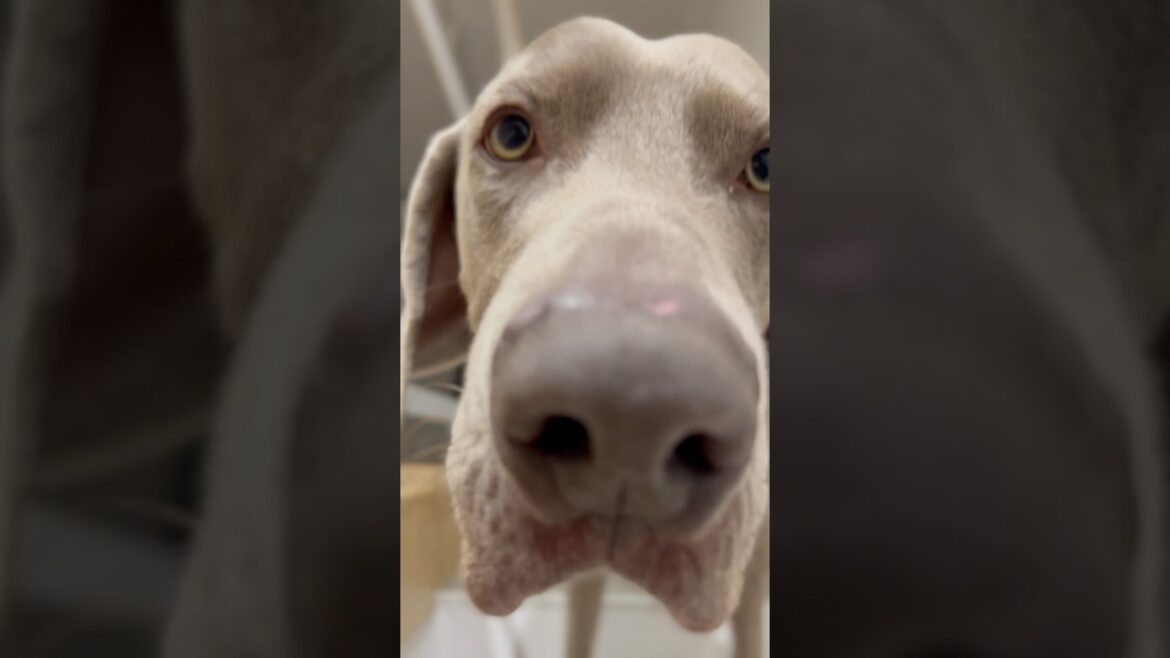 愛犬のかわいいお出迎え #大型犬 #ゴールデンレトリバー  #ワイマラナー