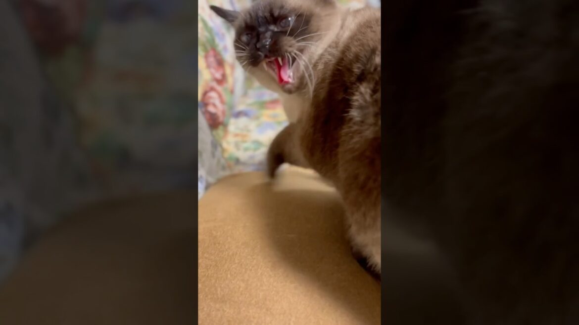 最恐💢メメちゃん#シャム猫ミックス