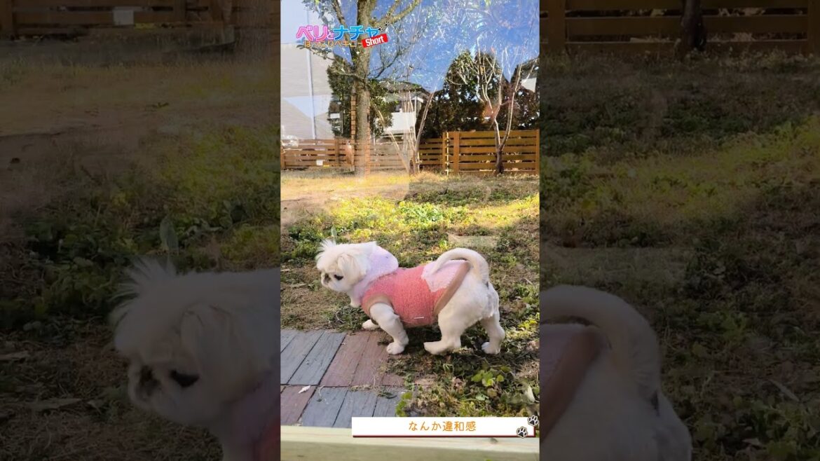 s365『なんか違和感』【ベリとナチャ ほっこりペキニーズ】【#ペキニーズ #癒し #犬】