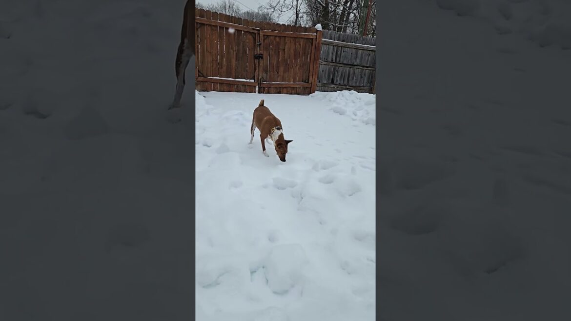 ❄️ Bertie Winter Storm 2025 p3 #basenji #dogs #shorts