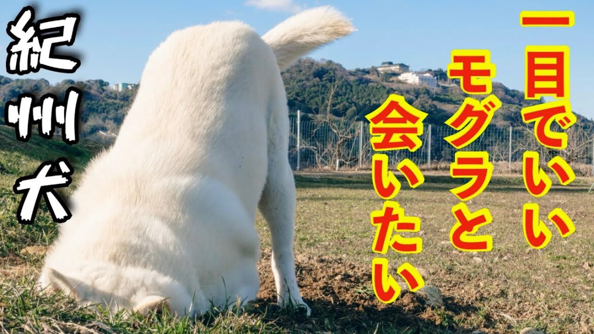 【紀州犬】どうしてもモグラを捕まえたいキッシュ笑