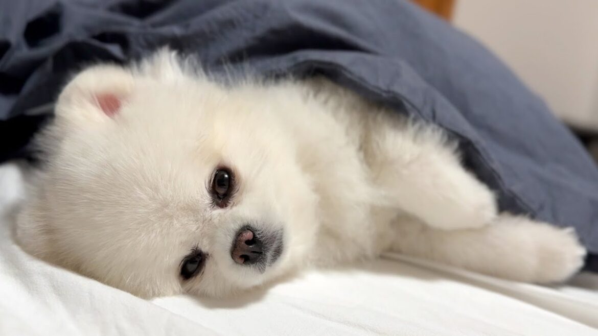 愛犬と2人きりの生活が始まりました 愛犬と2人きりの生活が始まりました