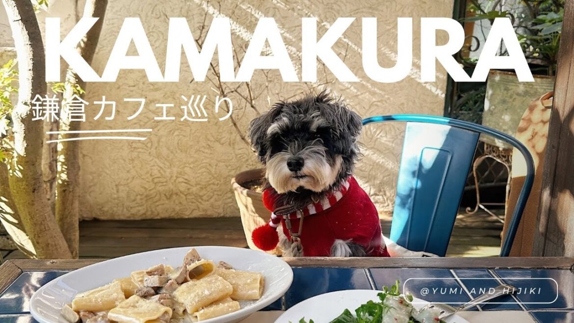 ［鎌倉カフェ］犬と行けるカフェ巡り | オシャレなお店をミニチュアシュナウザーと巡る |食べ歩き| vlog |スイーツ