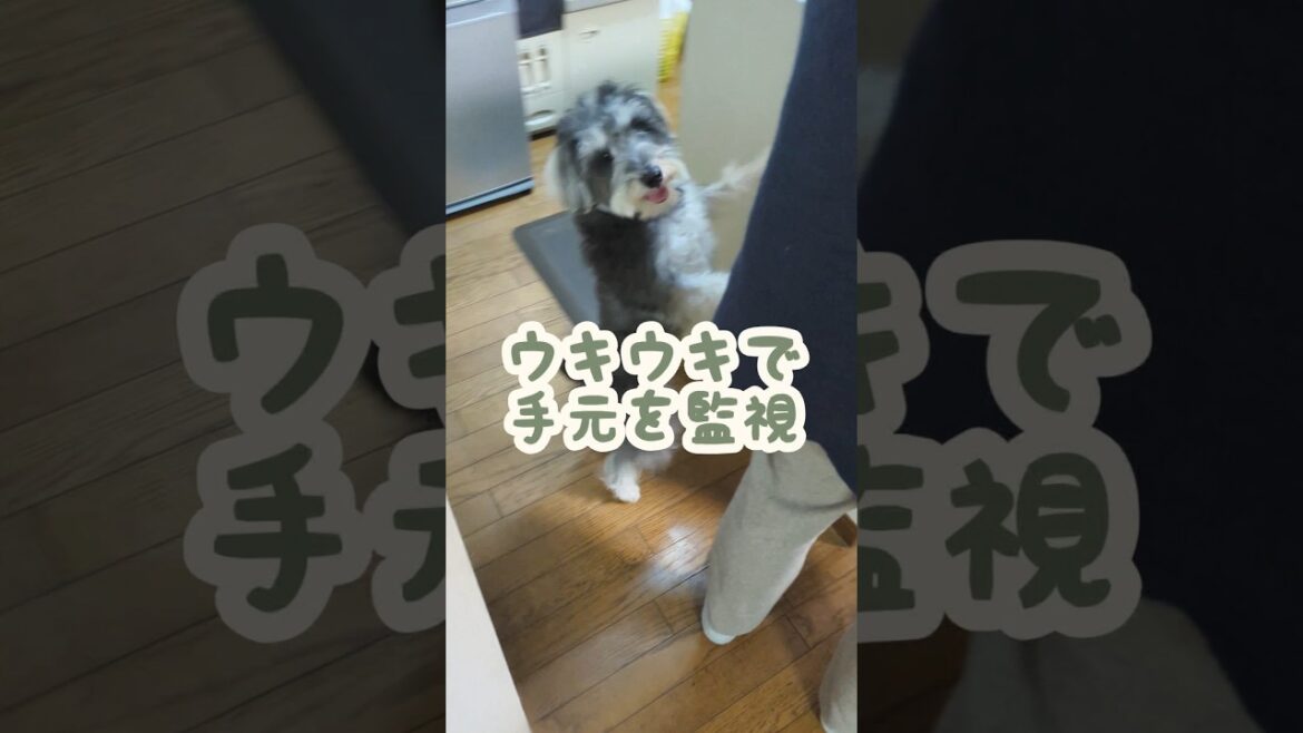 ご飯が楽しみすぎるミニシュナ #miniatureschnauzer  #schnauzer #dog #ミニチュアシュナウザー #シュナウザー #犬のいる生活