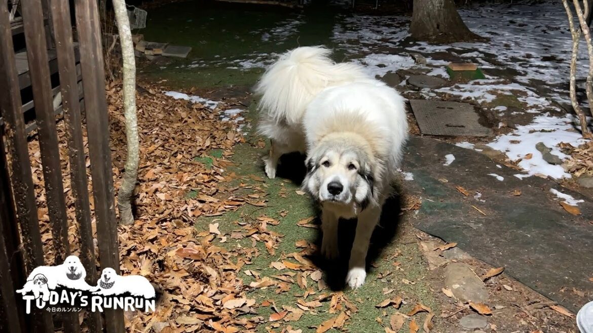 すっかりお姉さんになってお利口に指示に従うベルです　Great Pyrenees　グレートピレニーズ