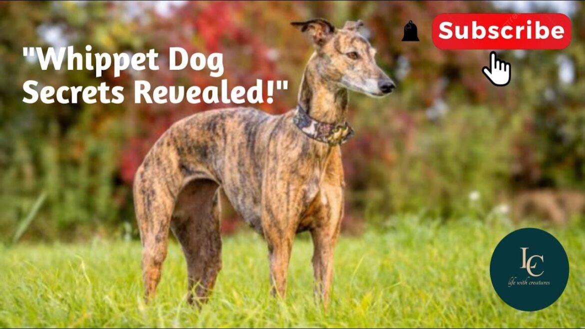 "Whippet Dog: The Ultimate Guide for New Owners"